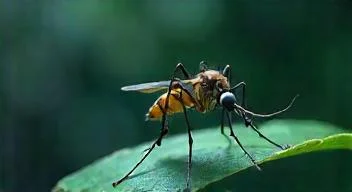 STECHMüCKEN und West-Nil-Virus: Die Überträger des Unheils