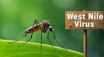 Tipps zu Stechmücken und West-Nil-Virus