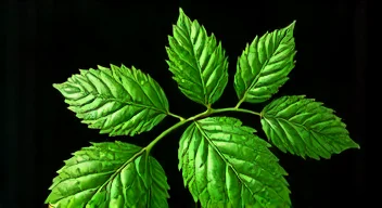 Der Moringa-Hype: Medizinische Perspektiven (2/10)