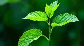 Die 6 häufigsten Fehler bei Moringa