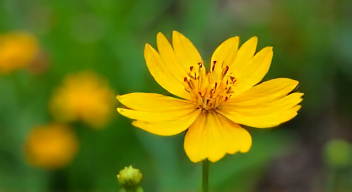 Gefahren der Frühblüher: Ein persönlicher Blick auf Giftigkeit (1/10)